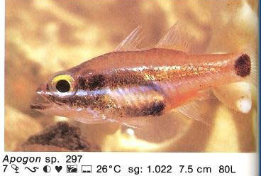 Apogon sp